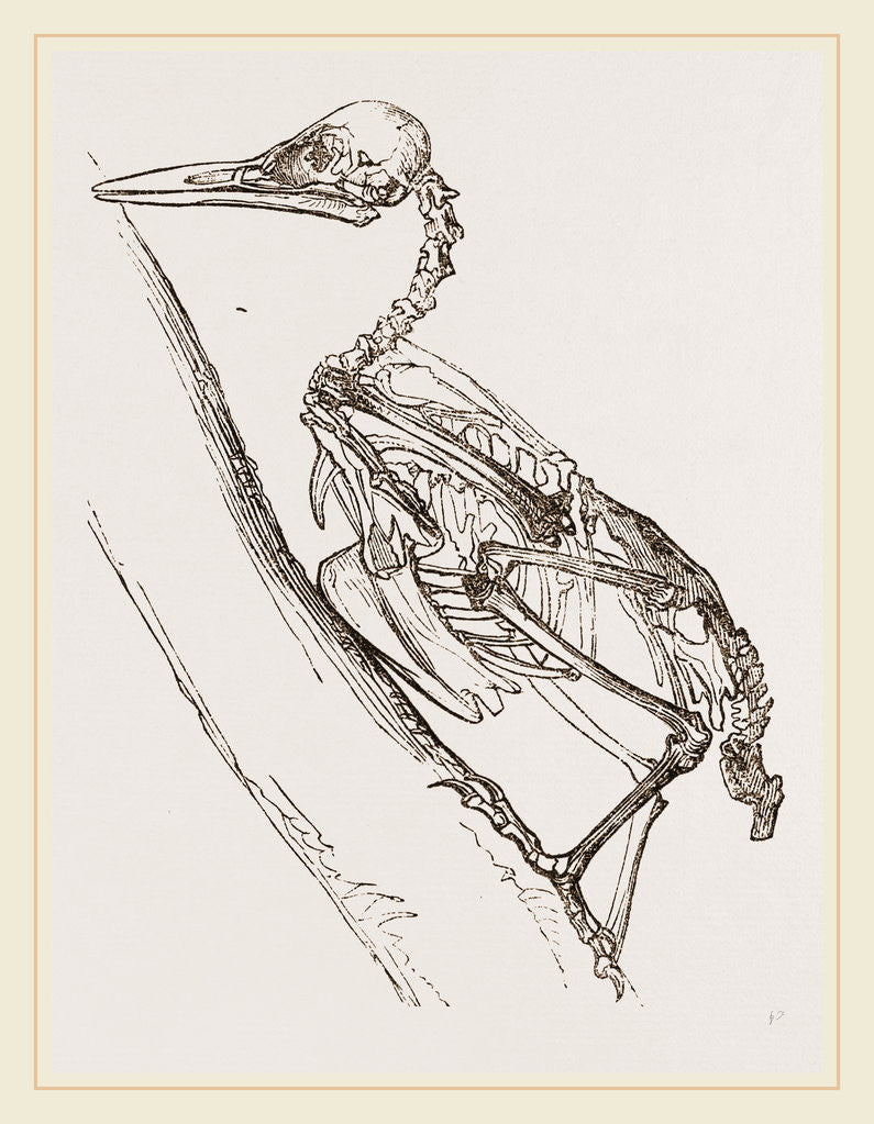 Detail of Skeleton of Woodpecker by Anonymous