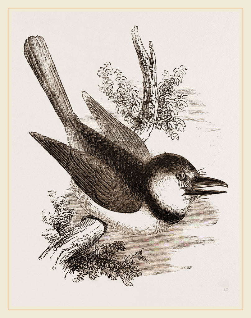 Detail of Great-billed Puff-Bird by Anonymous