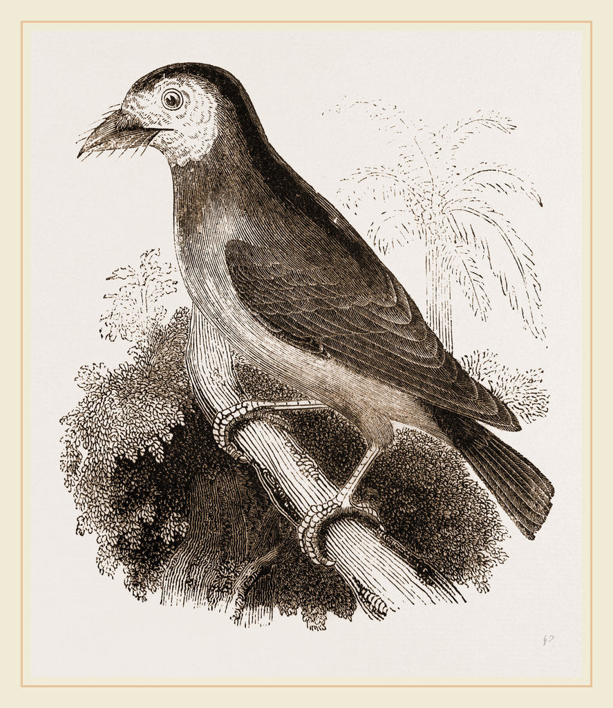 Detail of Latham's Barbet by Anonymous