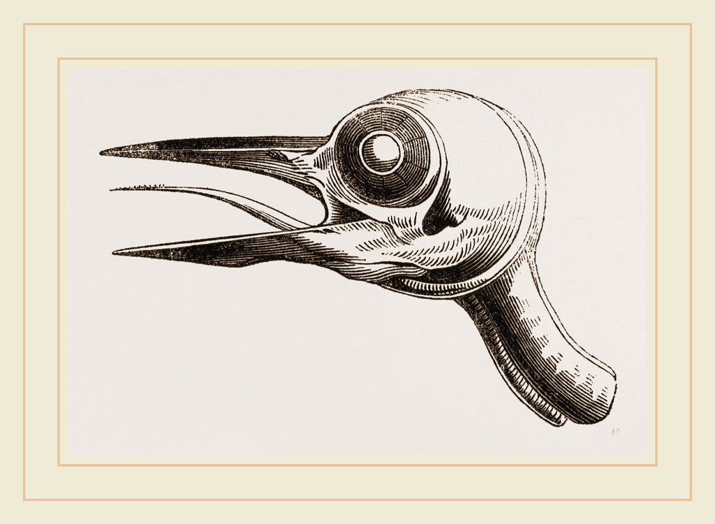 Detail of Head of Woodpecker by Anonymous