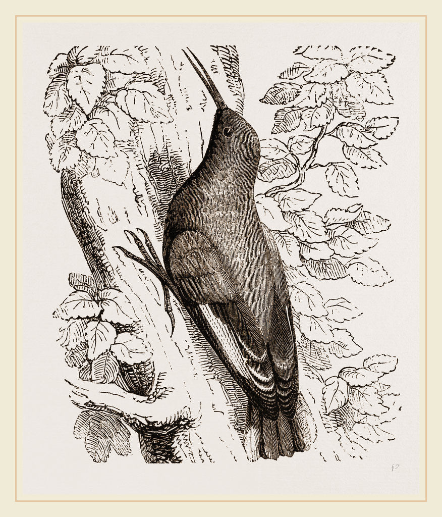 Detail of Wall-Creeper by Anonymous