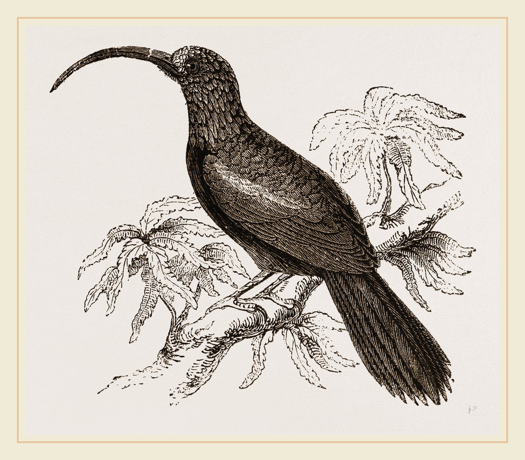 Detail of Curve-billed Creeper by Anonymous