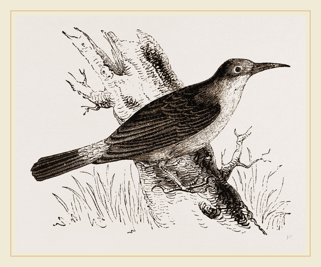 Detail of Oven-Bird by Anonymous