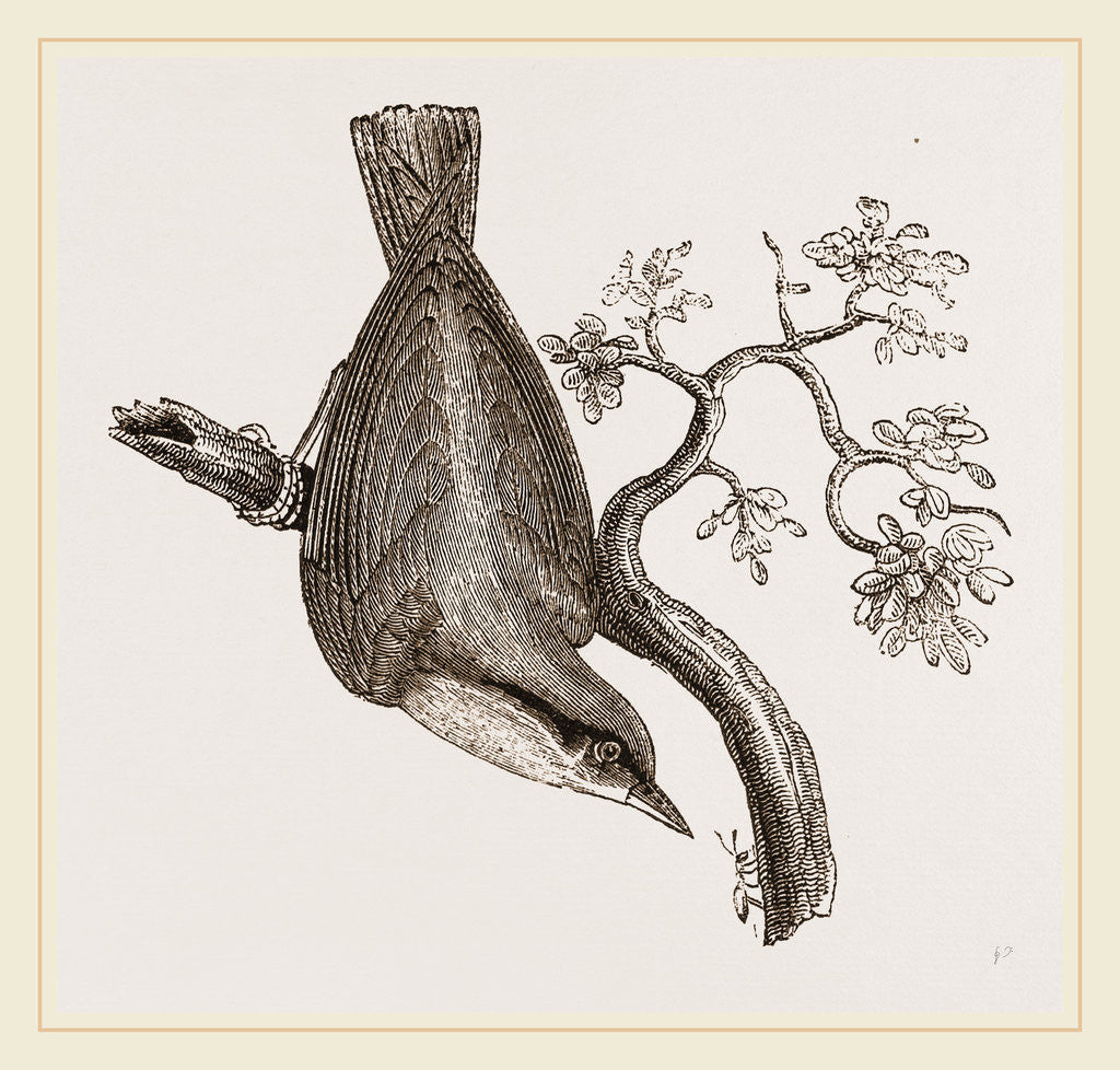 Detail of Nuthatch by Anonymous