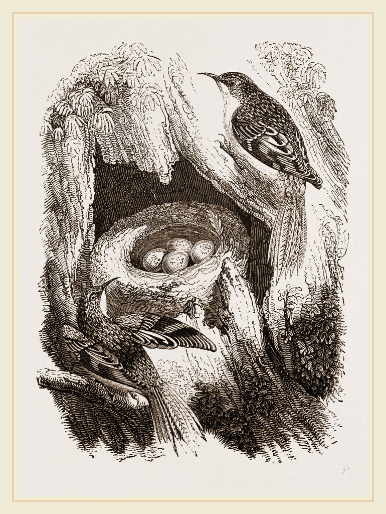 Detail of Creepers and Nest by Anonymous