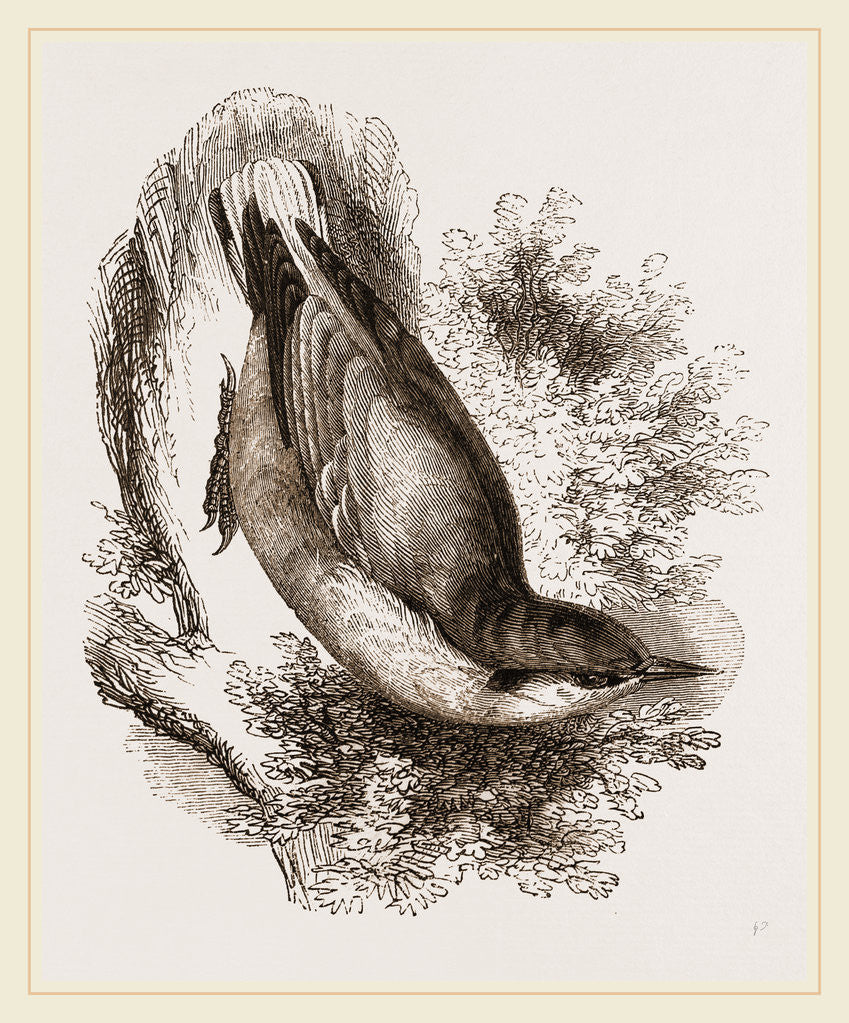 Detail of Nuthatch by Anonymous