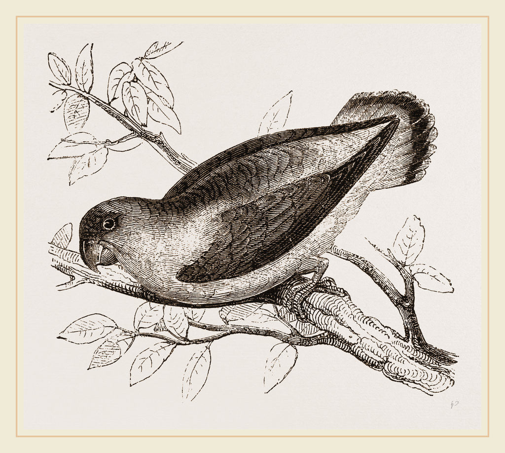 Detail of Taranta Psittacule by Anonymous