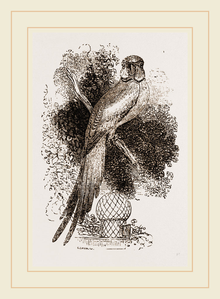 Detail of Rose-ringed Parrakeet by Anonymous