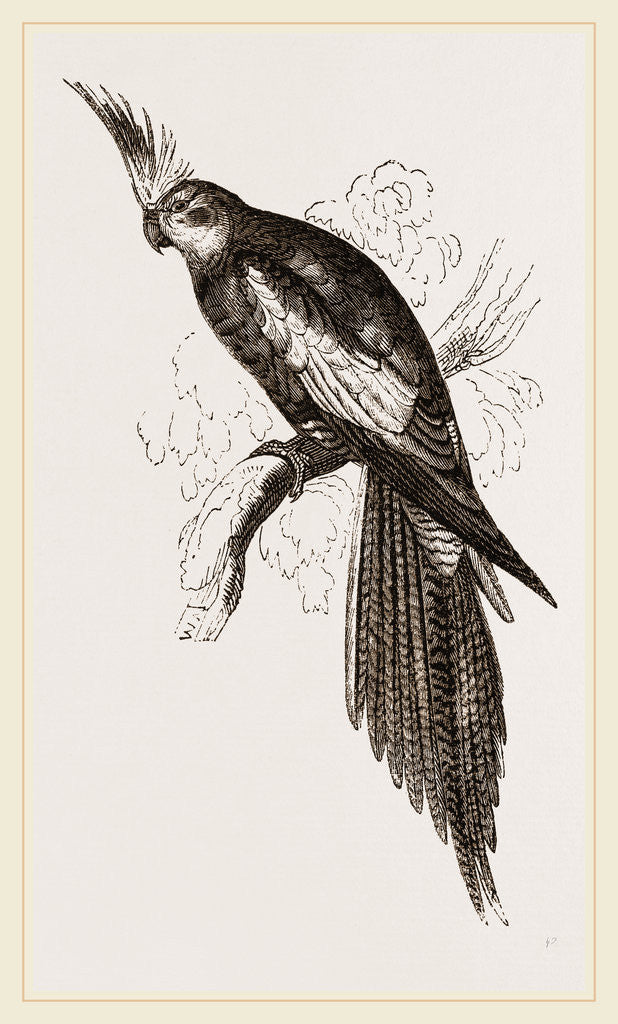 Detail of New Holland Nymphicus by Anonymous