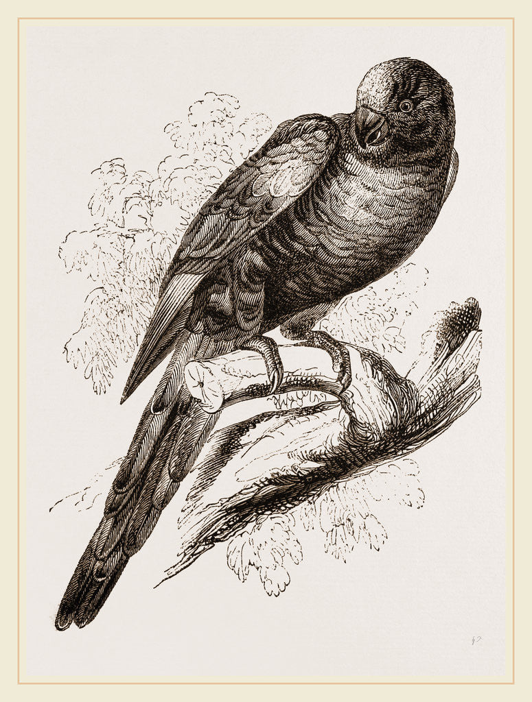 Detail of Blue-Mountain Lorikeet by Anonymous