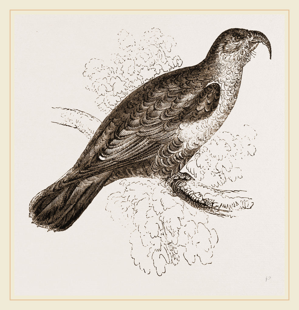 Detail of Long billed Parrot by Anonymous