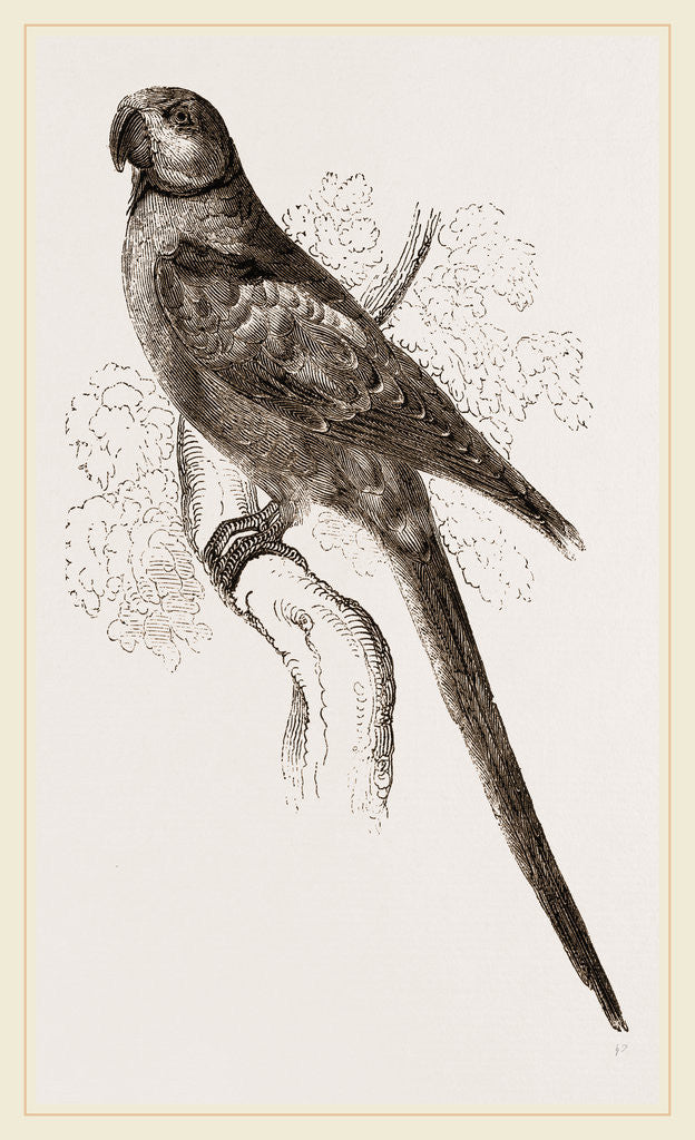 Detail of Alexandrine Parrakeet by Anonymous