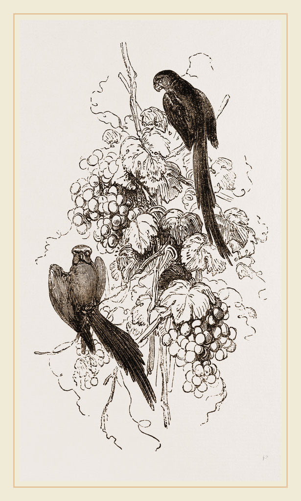 Detail of Rose-tinged Parrakeets by Anonymous