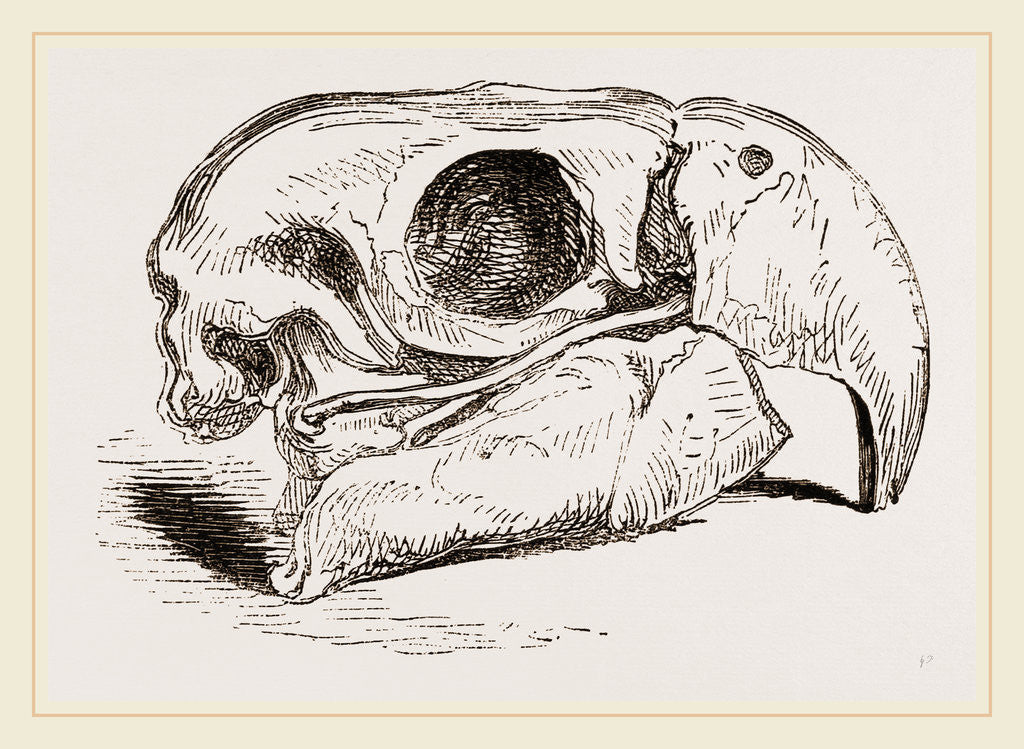 Detail of Skull of Macaw by Anonymous