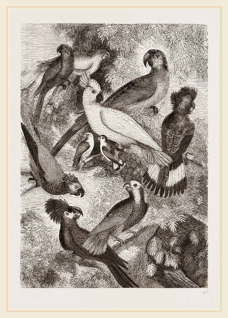 Detail of Group of Parrots by Anonymous