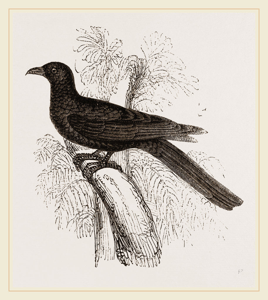 Detail of Eastern Black Cuckoo by Anonymous