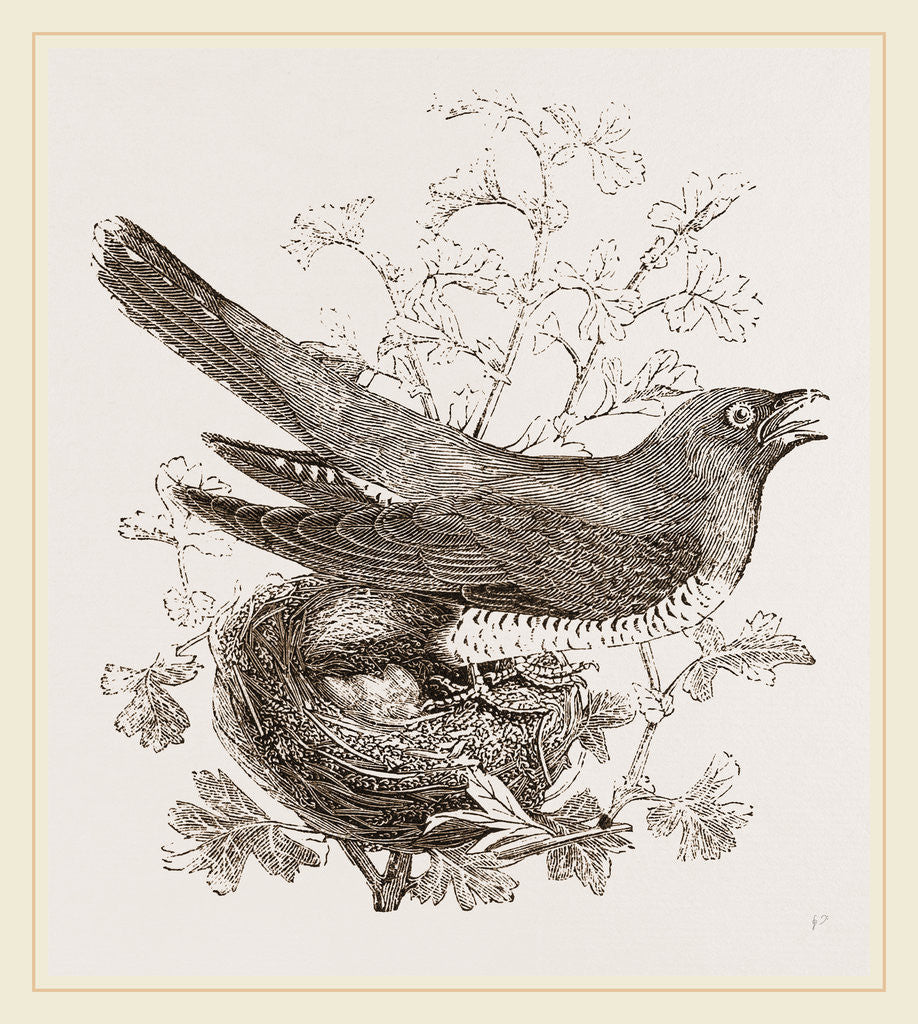 Detail of Cuckoo and Nest by Anonymous