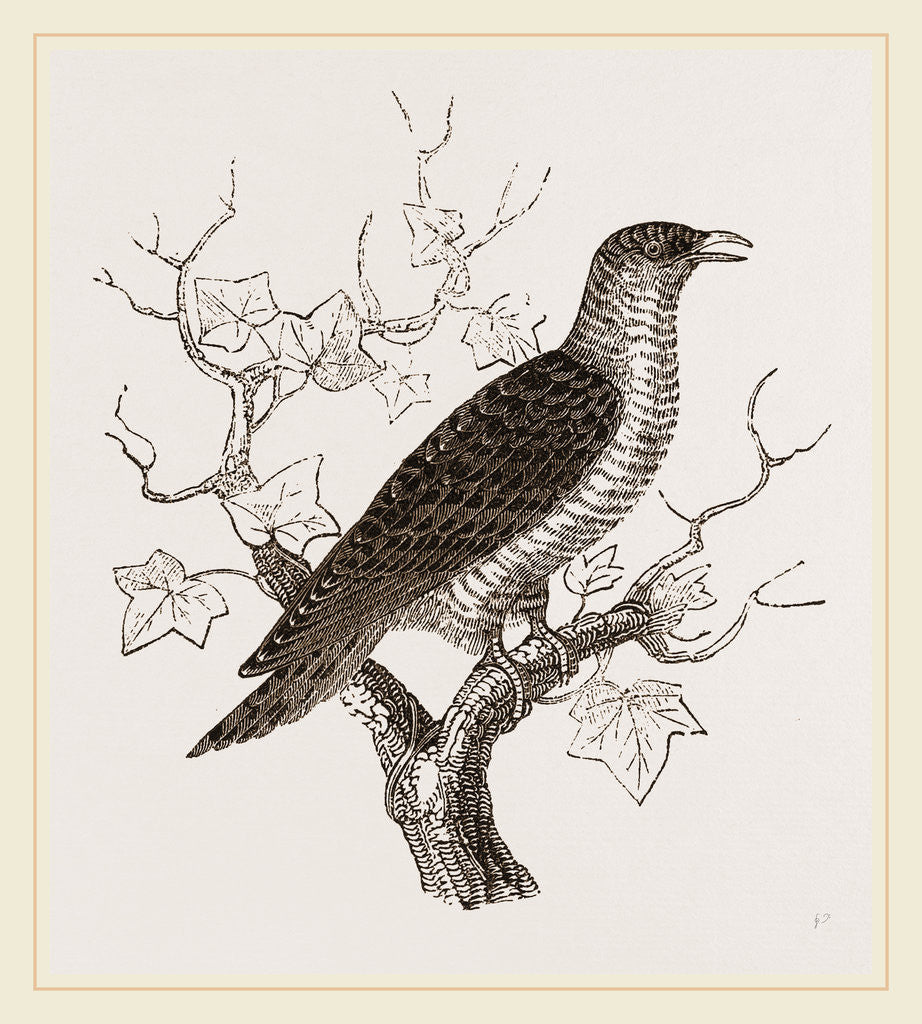 Detail of Young Cuckoo by Anonymous