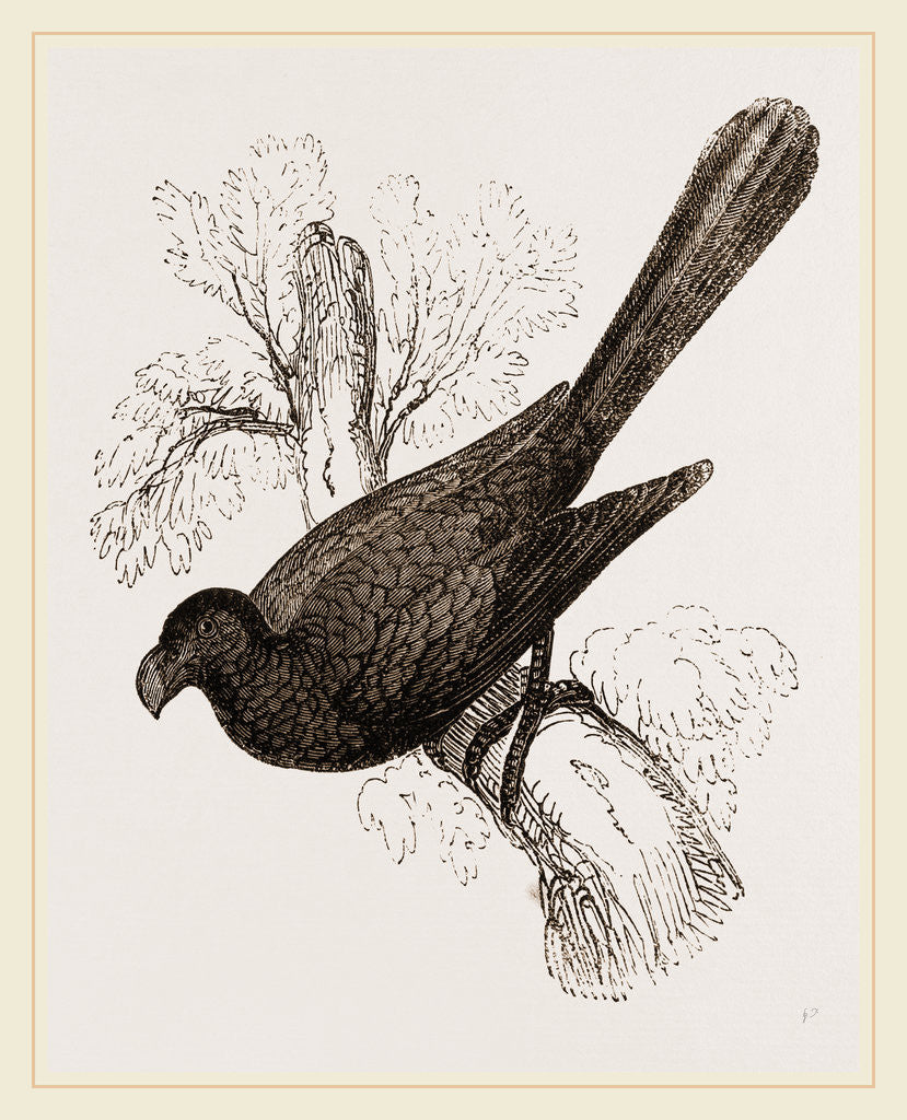 Detail of Ani, bird in the cuckoo family by Anonymous