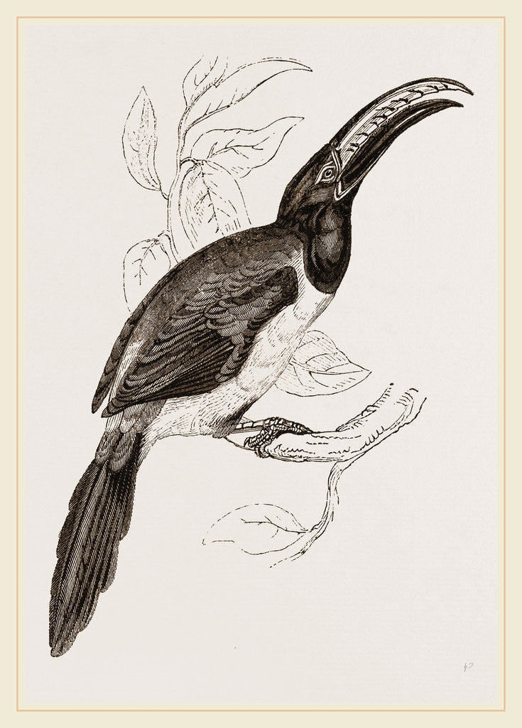 Detail of Humboldt's Aracari by Anonymous