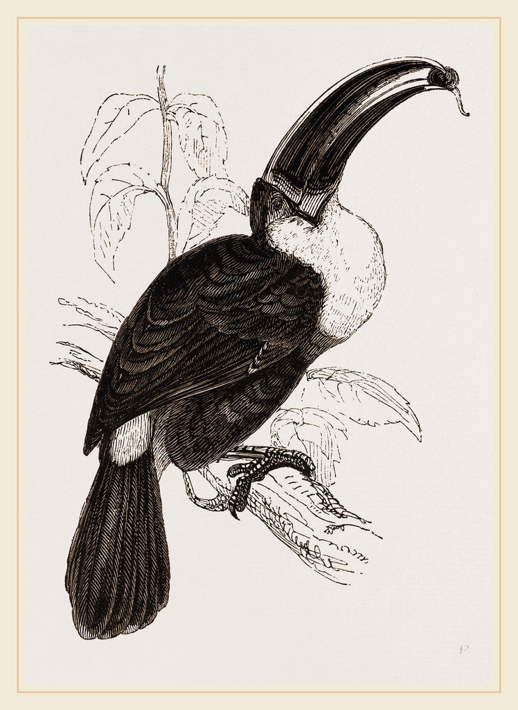 Detail of Cuvier's Toucan by Anonymous