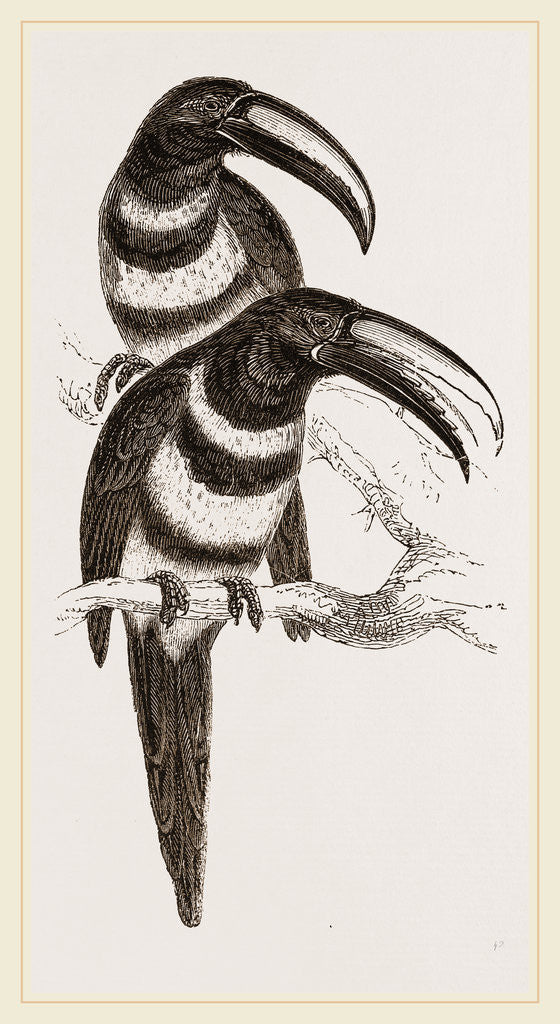 Detail of Many-banded Aracaris by Anonymous