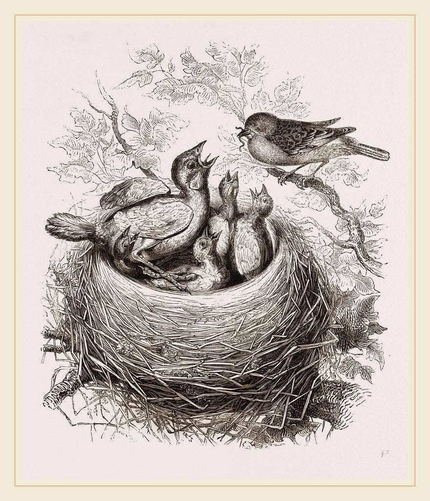 Detail of Cuckoo in Hedge-Sparrow's Nest by Anonymous