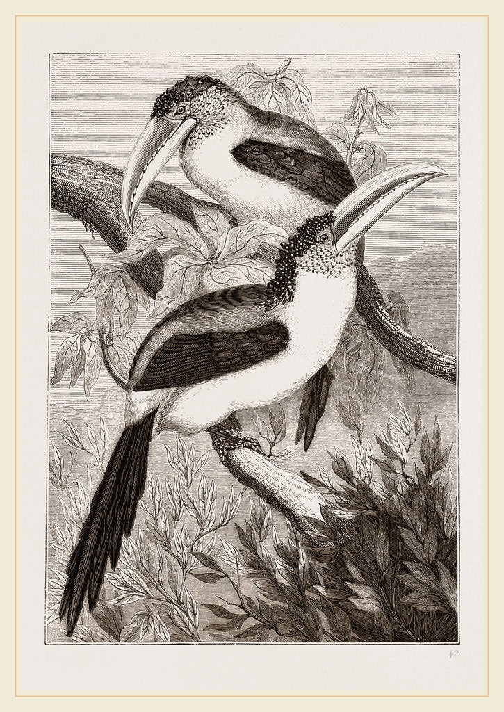 Detail of Curl-crested Aracaris by Anonymous