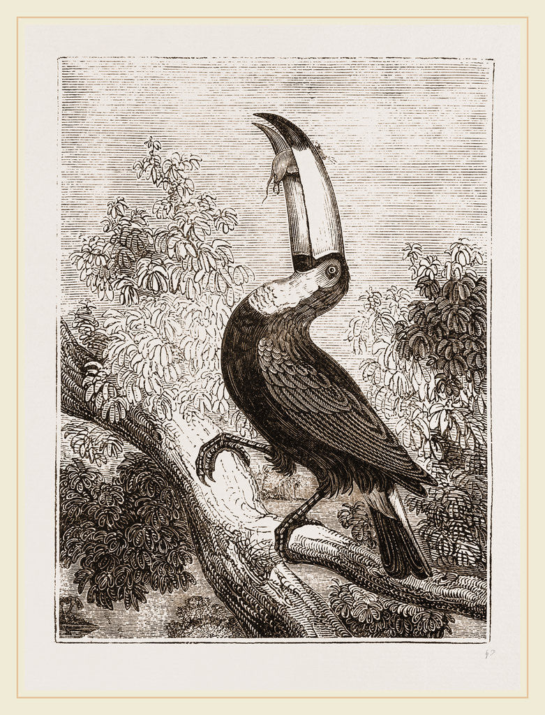 Detail of Toco Toucan by Anonymous