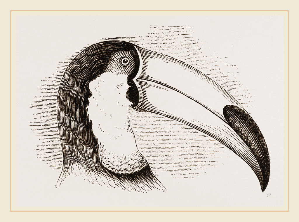 Detail of Head and Tongue of Toucan by Anonymous