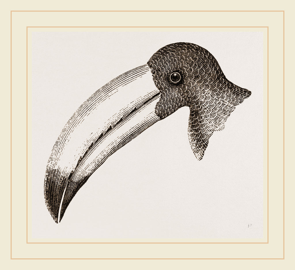 Detail of Head of Toucan by Anonymous