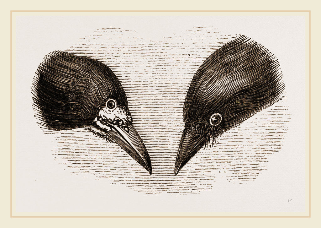 Detail of Heads of Rook and Crow by Anonymous