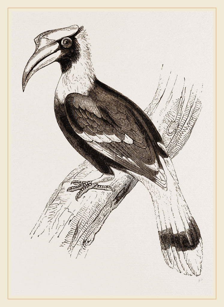 Detail of Concav Hornbill by Anonymous