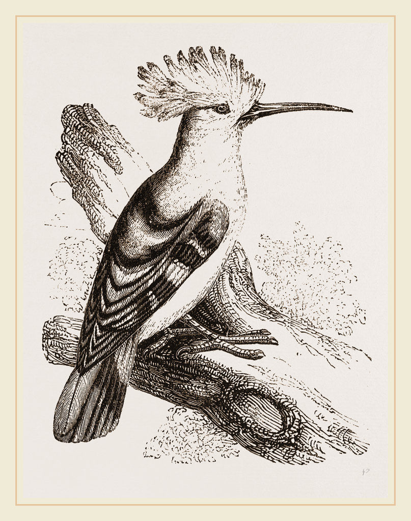 Detail of Hoopoe by Anonymous