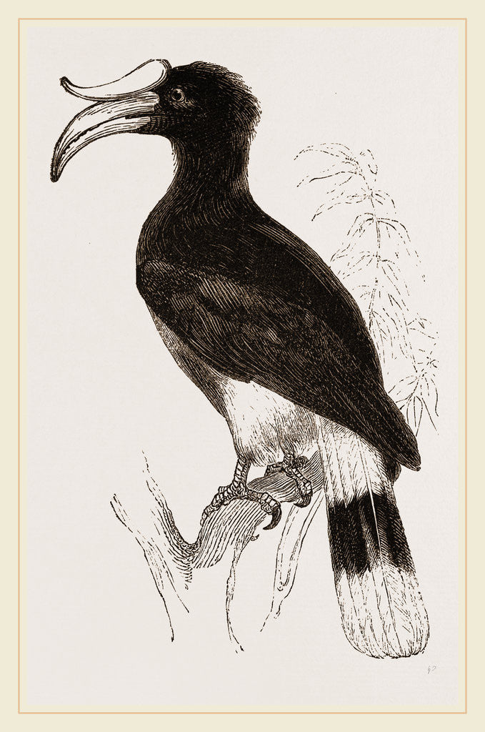 Detail of Rhinoceros Hornbill by Anonymous