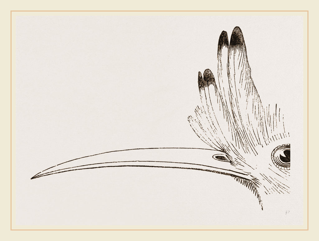 Detail of Head of Hoopoe by Anonymous