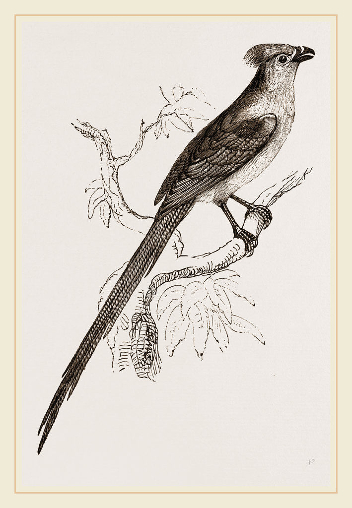 Detail of Senegal Coly by Anonymous