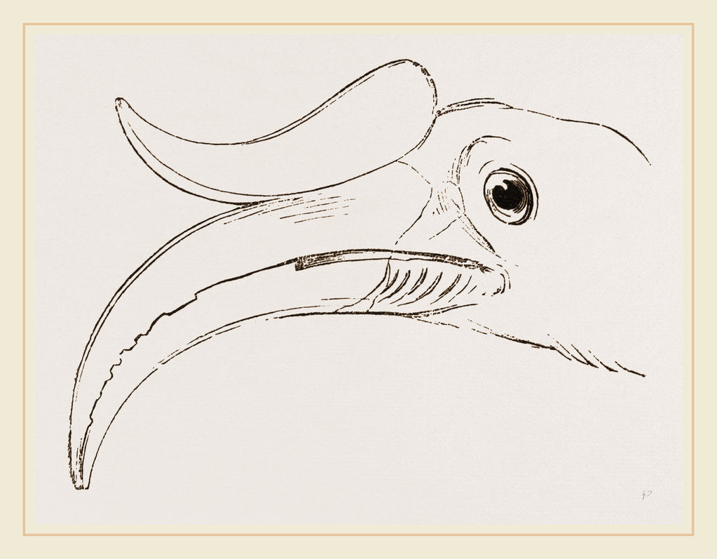 Detail of Head of Rhinoceros Hornbill by Anonymous
