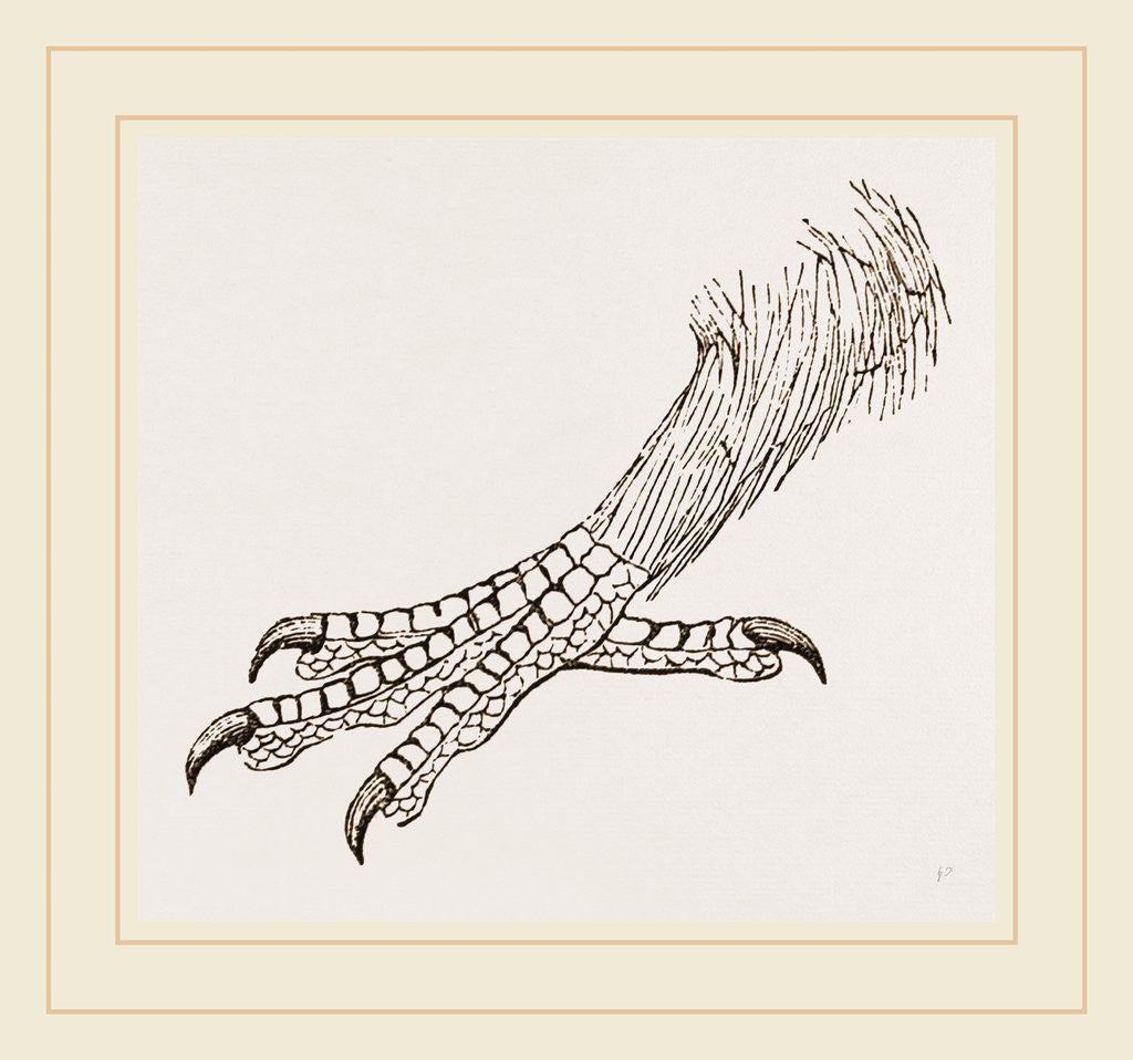 Detail of Foot of Rhinoceros Hornbill by Anonymous