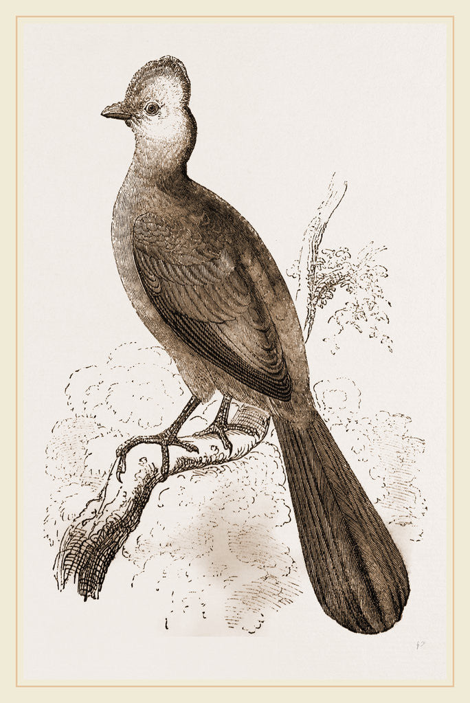 Detail of Fire-crested Touraco by Anonymous