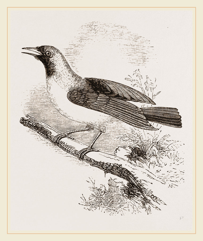 Detail of Emerald Bird of Paradise Female by Anonymous