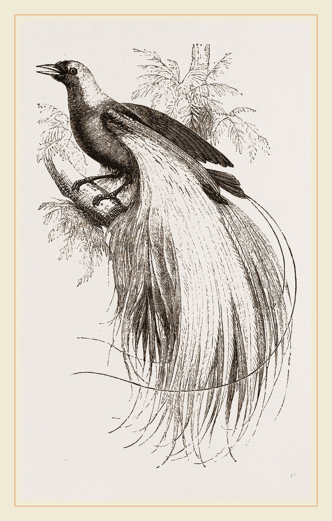 Detail of Emerald Bird of Paradise by Anonymous