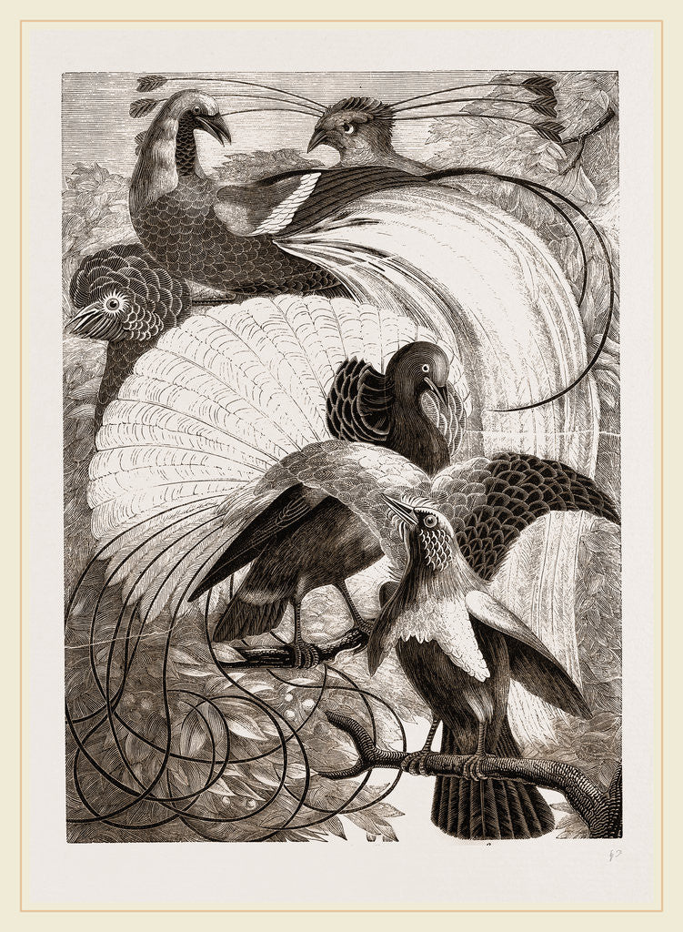 Detail of Birds of Paradise by Anonymous