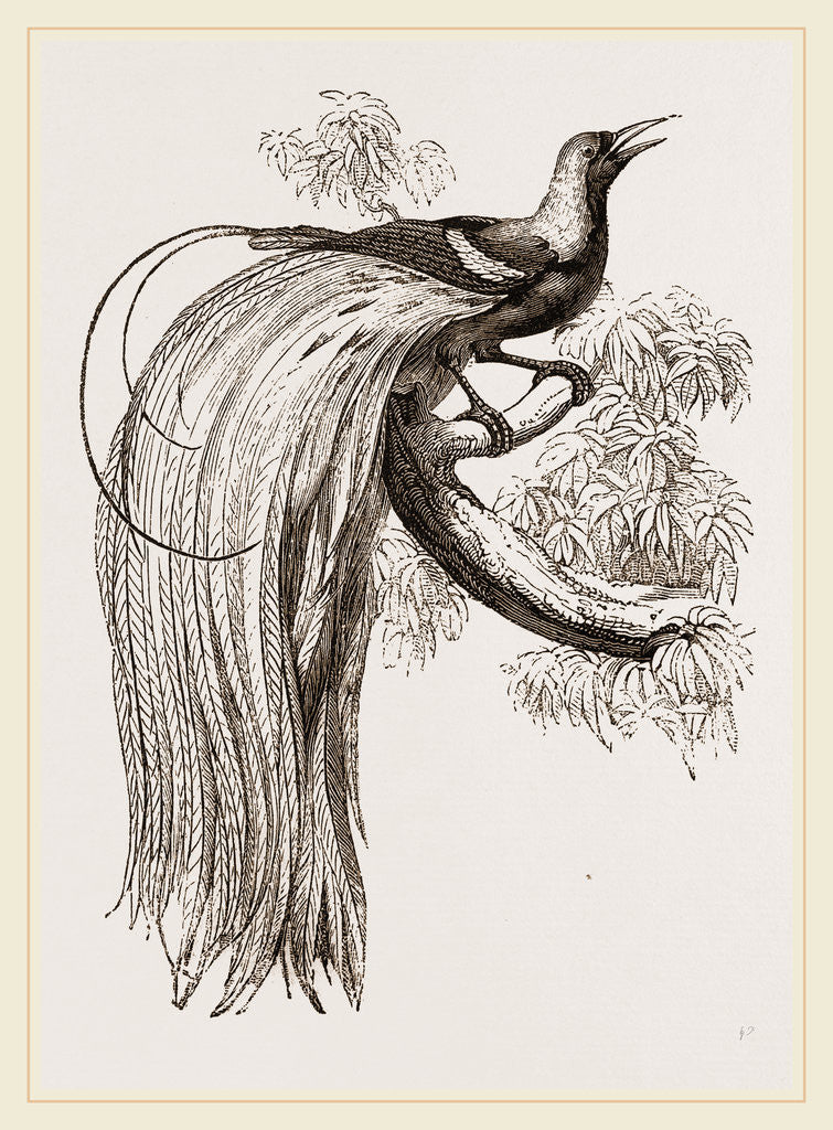 Detail of Emerald Bird of Paradise by Anonymous