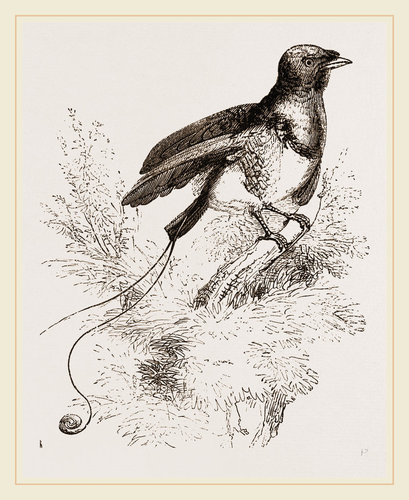 Detail of King Bird of Paradise by Anonymous