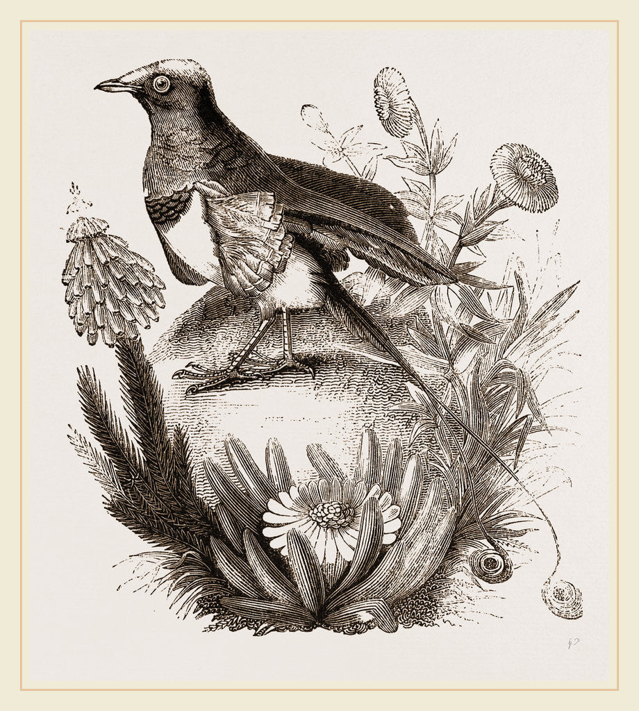 Detail of King Bird of Paradise by Anonymous