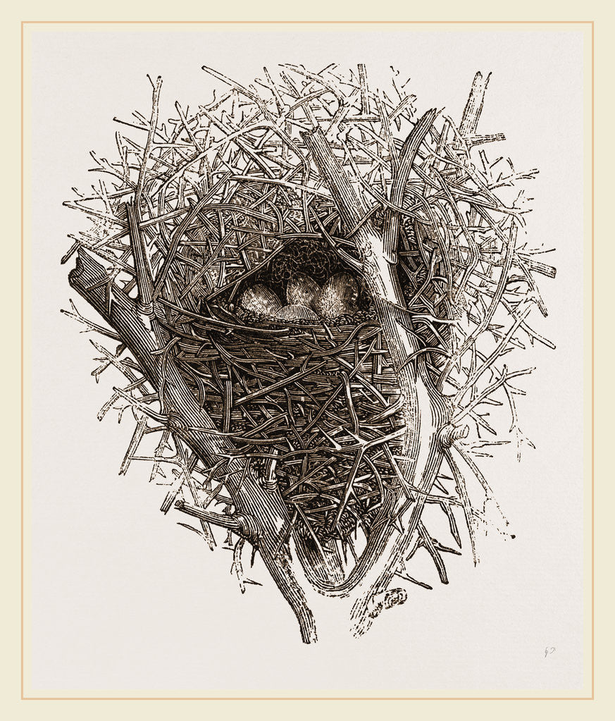 Detail of Nest of Magpie by Anonymous