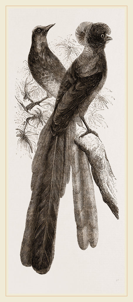 Detail of The Incomparable by Anonymous