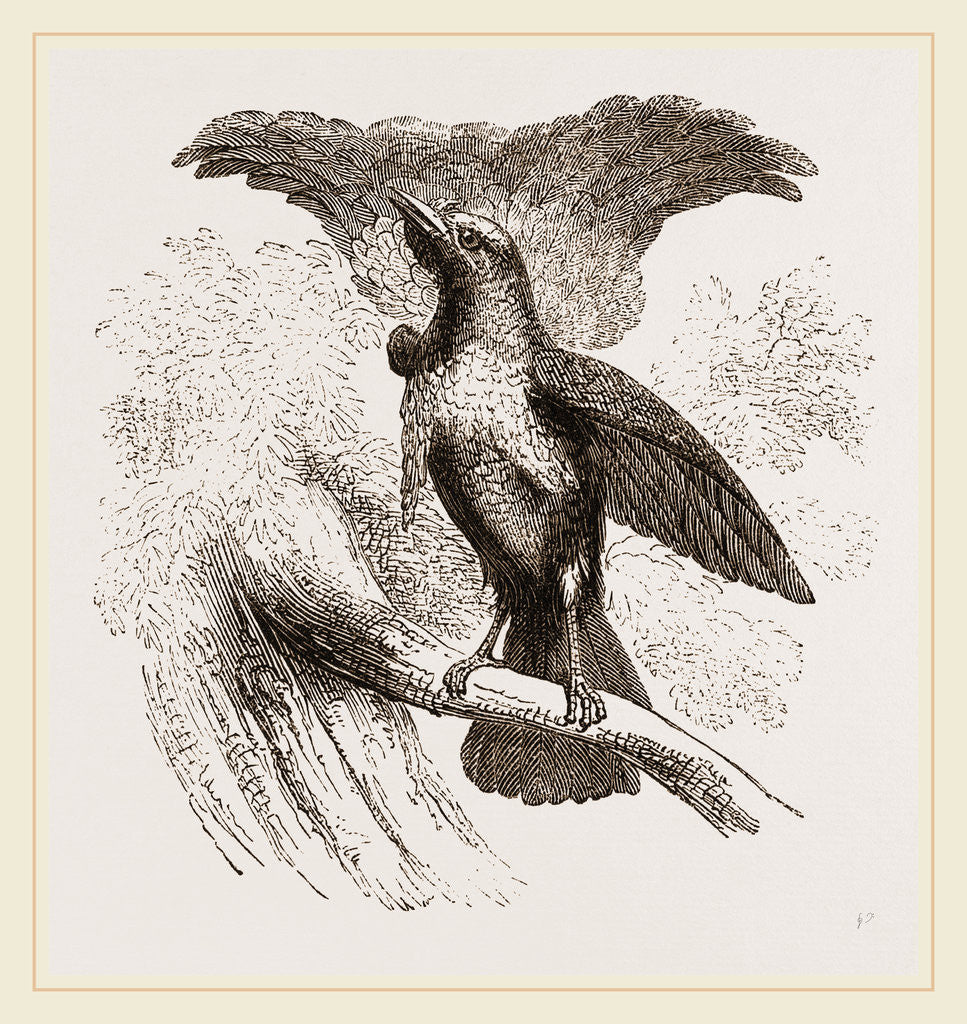 Detail of Superb Bird of Paradise by Anonymous