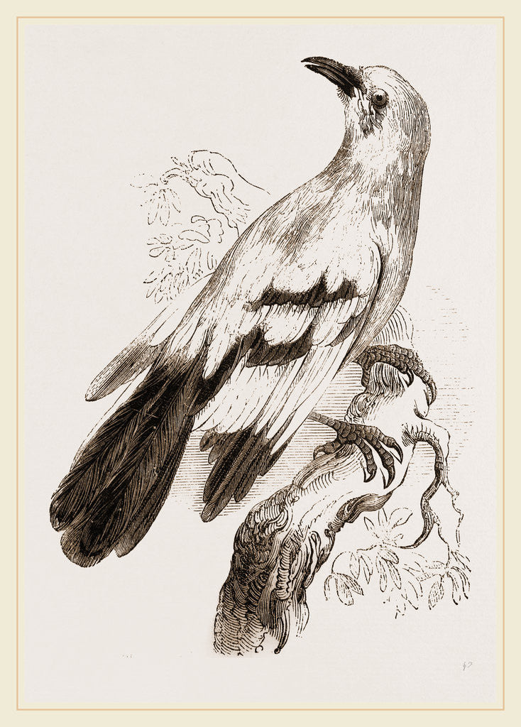 Detail of Pander's Podoces by Anonymous
